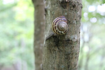 木にとまっているカタツムリ