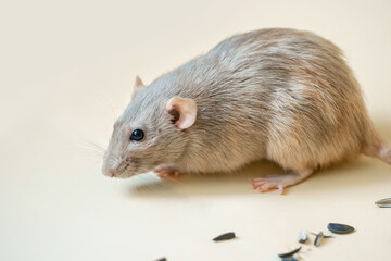 Close-up of a white rat of the Dumbo breed on a light yellow background with sunflower seeds.