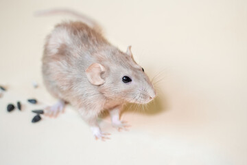 Close-up of a white rat of the Dumbo breed on a light yellow background with sunflower seeds.