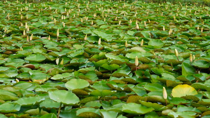 연못에 핀 연꽃