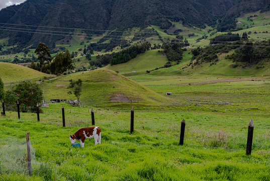 un ternero aprovechando el pasto verde para probarlo