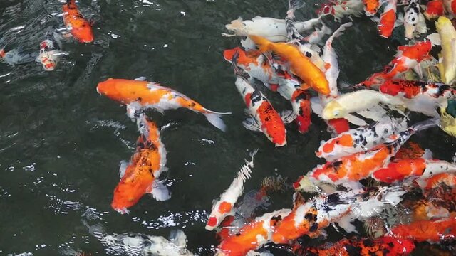 Group of koi carps (Cyprinus carpio) fishes are swimming and find eating food in the pond very joyfully.