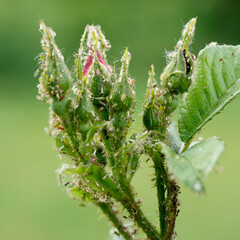 Aphids and mites on a rose shoot, close-up.