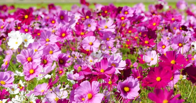 Cosmos field swaying in the wind, shot in 4K panning slow motion.