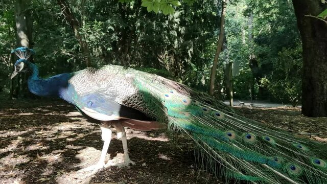 Hermoso pavo real caminando a ras de suelo en los jardines del Campo Grande en la ciudad de Valladolid, Espa&ntilde;a