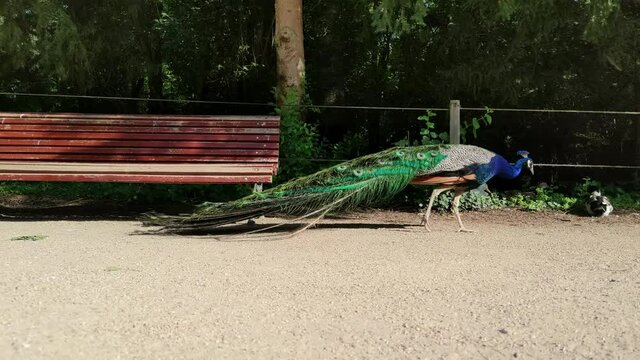 Hermoso pavo real caminando a ras de suelo en los jardines del Campo Grande en la ciudad de Valladolid, Espa&ntilde;a