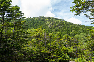 長野県の北横岳の登山道の風景 A view of the trail at Kita-Yokodake in Nagano Prefecture.