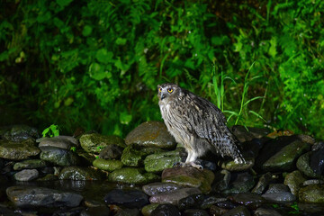 北海道の鳥　シマフクロウ