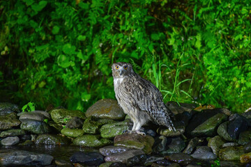 北海道の鳥　シマフクロウ