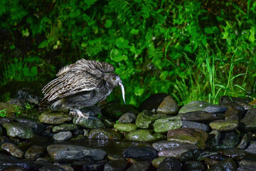 北海道の鳥　シマフクロウ
