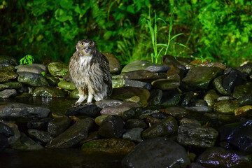 北海道の鳥　シマフクロウ