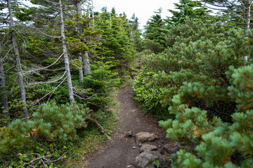 長野県の北横岳の登山道の風景 A view of the trail at Kita-Yokodake in Nagano...