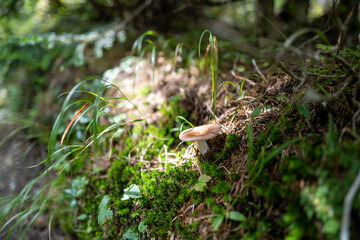 Obraz premium 長野県の北横岳の登山道の風景 A view of the trail at Kita-Yokodake in Nagano Prefecture.