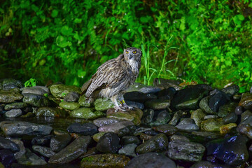 北海道の鳥　シマフクロウ