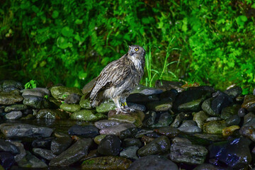 北海道の鳥　シマフクロウ