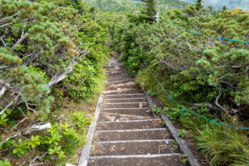 長野県の北横岳の登山道の風景 A view of the trail at Kita-Yokodake in Nagano Prefecture.