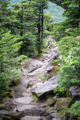 長野県の北横岳の登山道の風景 A view of the trail at Kita-Yokodake in Nagano Prefecture.