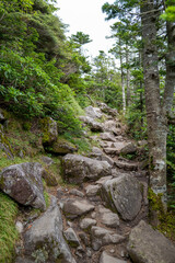 長野県の北横岳の登山道の風景 A view of the trail at Kita-Yokodake in Nagano Prefecture.