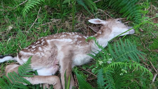 Young fawn, two day old, Fallow deer dead of natural causes lying in green fern in the UK