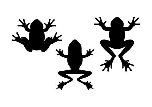 Frog silhouette. Tailless amphibians, top view.