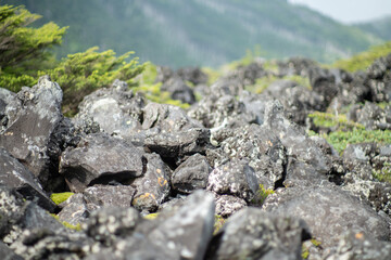 長野県の北横岳の登山道の風景 A view of the trail at Kita-Yokodake in Nagano Prefecture.