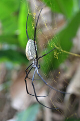 Big spider on his natural web on a tree with shiny bokeh background.