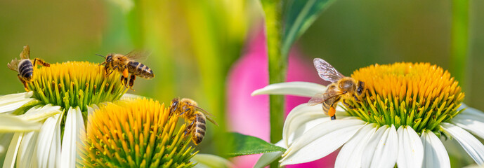 garden flowers and bees macro photography - obrazy, fototapety, plakaty