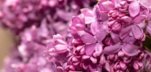 Lilac flowers on nature as a background.