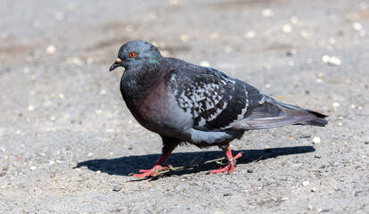 Portrait of a pigeon on the road.