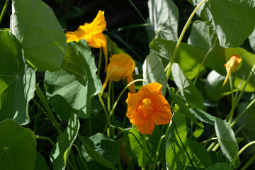 Orange flowers of nasturtium surrounded by green leaves
