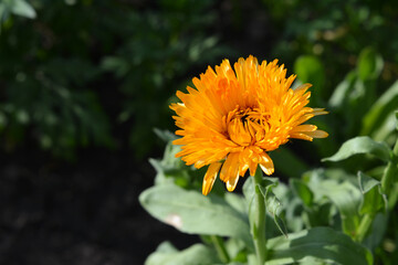 Beautiful orange flower of calendula. Medicinal plant