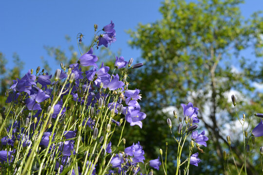Small flowers of harebell on the background of summer garden in sunny day