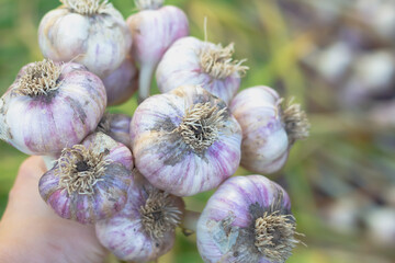 The harvest of large garlic is dried after harvesting from the garden in the summer