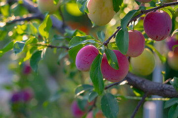 Purple cherry plum ripens on a tree in the sun and a beautiful bokeh in the evening