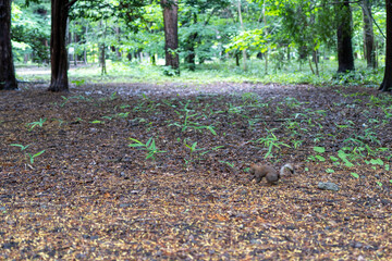 北海道札幌市の風景 Scenery of Sapporo City, Hokkaido