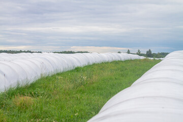Dry hay is packed under a white film for storage in the field in summer