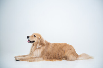 A golden retriever puppy is sitting on a white background and staring at something.