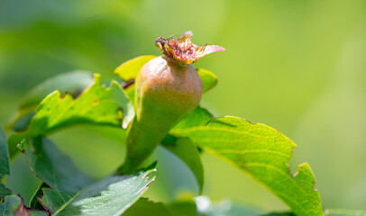 Close-up of a small pear on the tree.