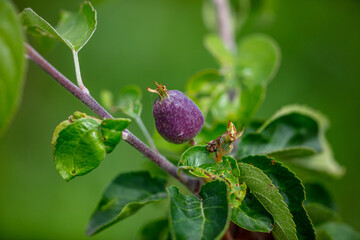 Close-up of a small apple on the tree.