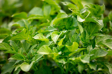 Close up of green potato leaves.