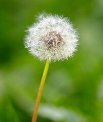 Close-up of a fluffy dandelion in nature.