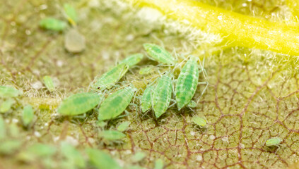 Close-up of aphids on a tree leaf.