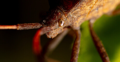 Close up portrait of bed bug on a leaf. - obrazy, fototapety, plakaty