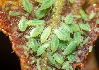 Close-up of aphids on a tree leaf.