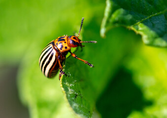 Close-up of Colorado potato beetle on potato leaves.