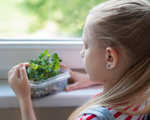 A little girl is watching the growth of peas microgreens.