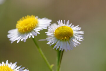 daisy flower © pavelpuzzle