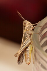 grasshopper on a glass