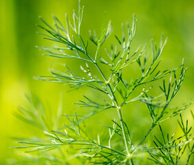 Close up of green dill in a vegetable garden.
