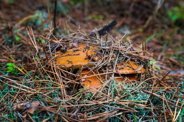 Edible mushrooms among dry needles.